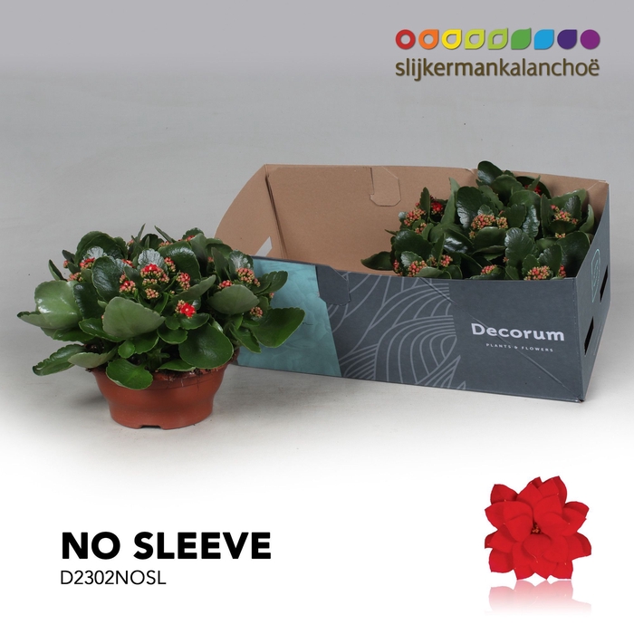 <h4>Kalanchoe No Sleeve - Red</h4>