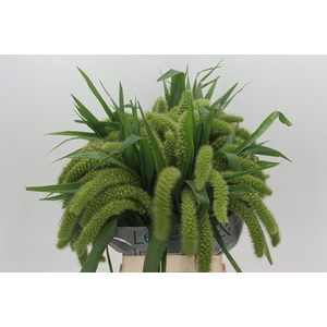 Setaria Italica Volle Melk