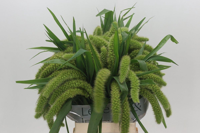 <h4>Setaria Italica Volle Melk</h4>