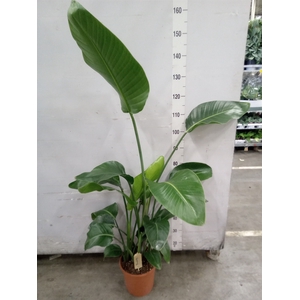 Strelitzia nicolai