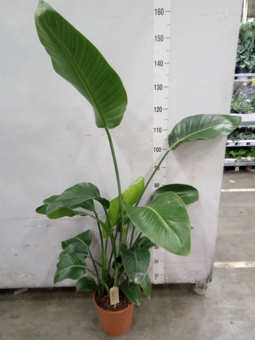<h4>Strelitzia nicolai</h4>
