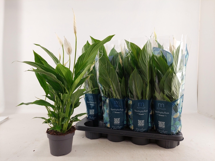 <h4>SPATH STRAUSS</h4>