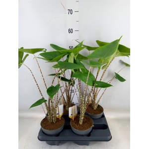 Alocasia zebrina
