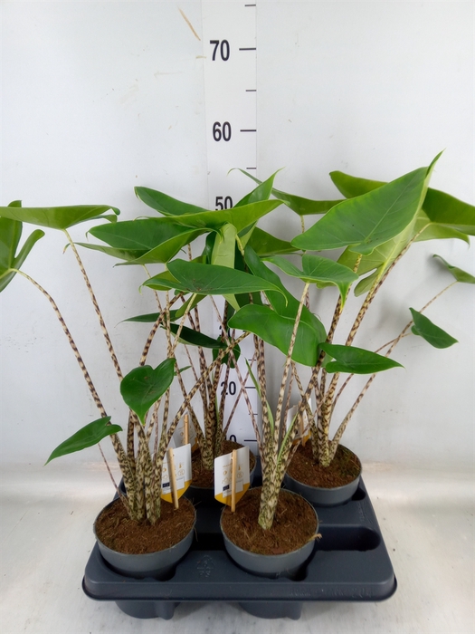<h4>Alocasia zebrina</h4>