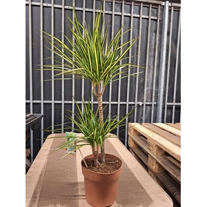 Dracaena marg. Sunray