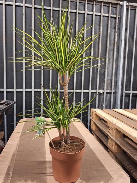 <h4>Dracaena marg. Sunray</h4>