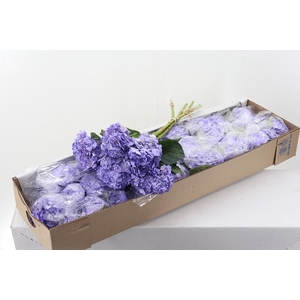 Hydr Lavendel Tinted Sel Box