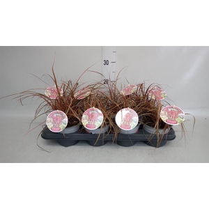 Uncinia rubra 'Everflame'