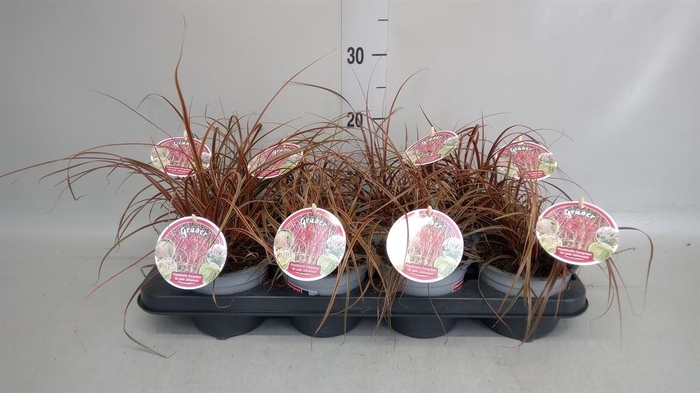 <h4>Uncinia rubra 'Everflame'</h4>