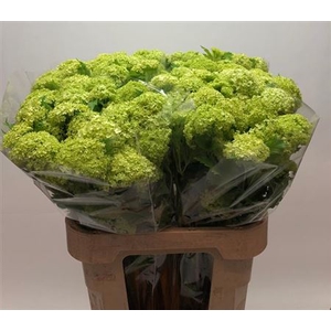 Viburnum Roseum St