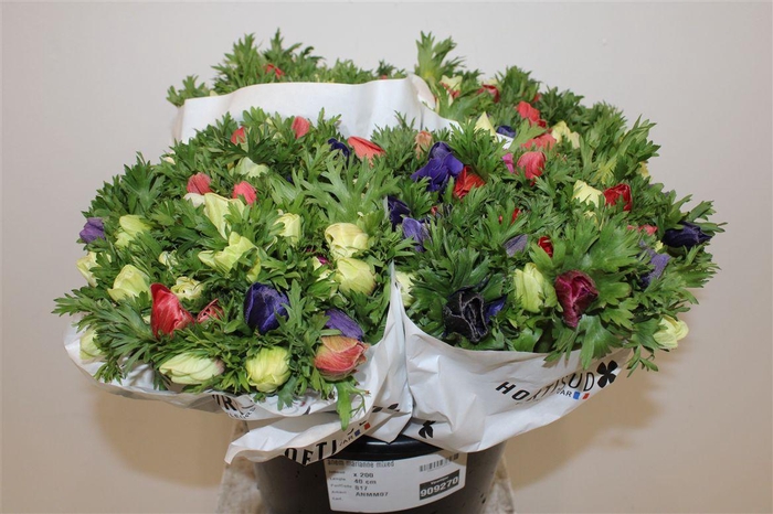 <h4>Anem Marianne Mixed</h4>