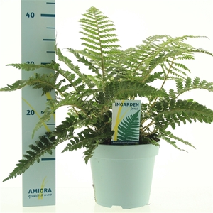 Polystichum polyblepharum 'Jade'