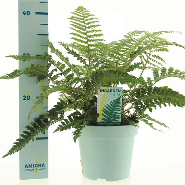 <h4>Polystichum polyblepharum 'Jade'</h4>