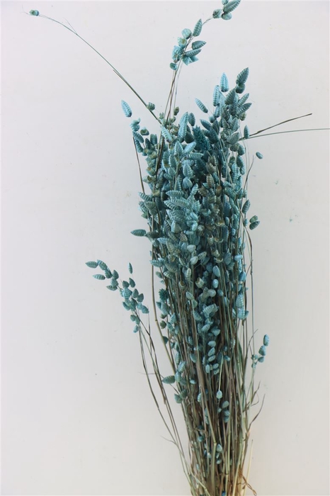 Dried Briza Maxima Light Blue Bunch