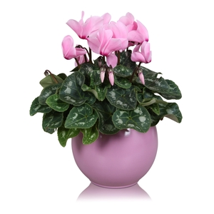 Cyclamen roze in 