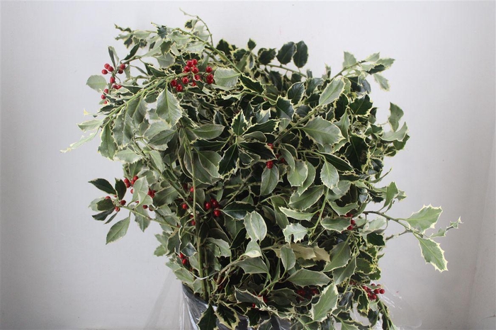 <h4>Hulst Bont P Bunch</h4>