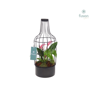Metaal fles zwart Medium met Anthurium