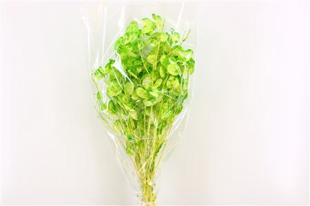 Dried Lunaria L Green Bunch Poly