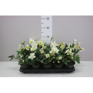 Helleborus N Happy Day 14+