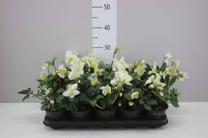 <h4>Helleborus N Happy Day 14+</h4>