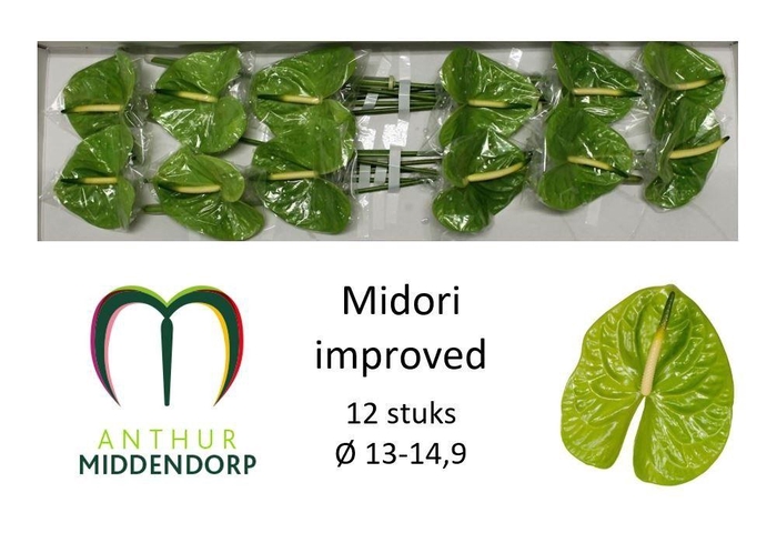 Anth A Midori Imp