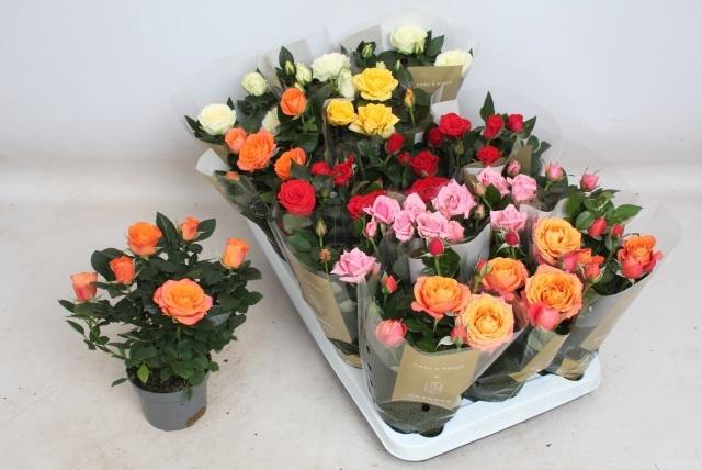<h4>ROSA KORDANA GRANDE MIX</h4>