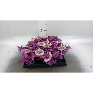 Tradescantia   ...