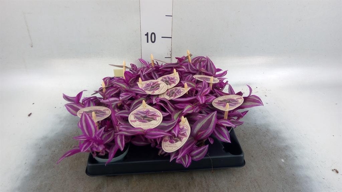 <h4>Tradescantia   ...</h4>