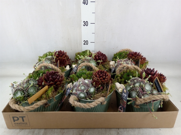 <h4>Arr.  Sempervivum L%</h4>