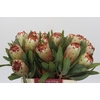 Protea Aurumn