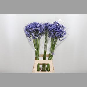 Agapanthus Buddy Blue