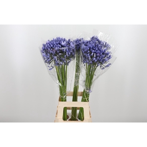 Agapanthus Buddy Blue