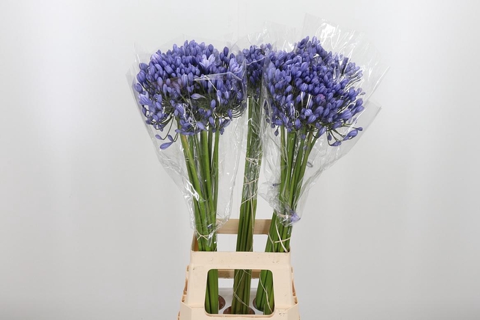 <h4>Agapanthus Buddy Blue</h4>