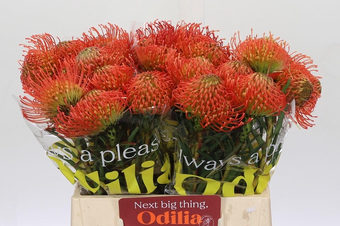 <h4>Nutans Succession</h4>