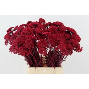 DF Achillea Paint Bs Cerise