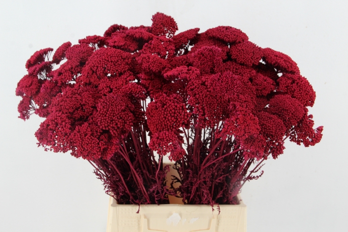 <h4>DF Achillea Paint Bs Cerise</h4>