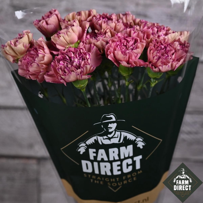 <h4>DI ST VORTEX</h4>