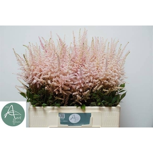 Astilbe Erika Aert