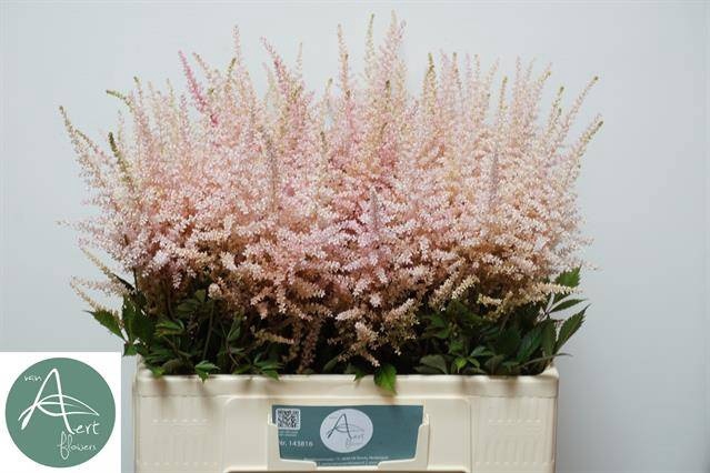 <h4>Astilbe Erika Aert</h4>