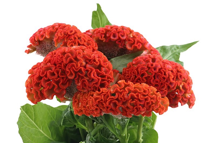 <h4>Celosia Reprise Orange</h4>