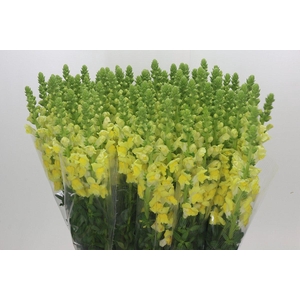 Antirrhinum Potomac Geel