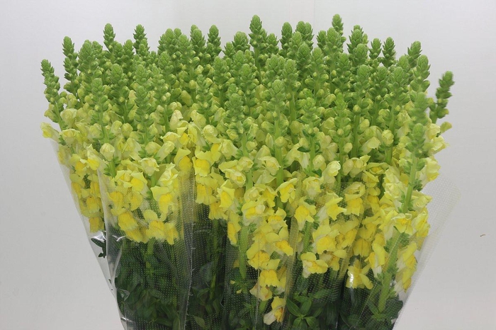 <h4>Antirrhinum Potomac Geel</h4>