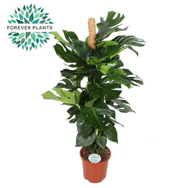 <h4>Monstera Deliciosa MOSSTOK p27</h4>