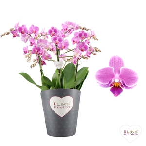 Duetto Friday Flirt Multi Paars 60+