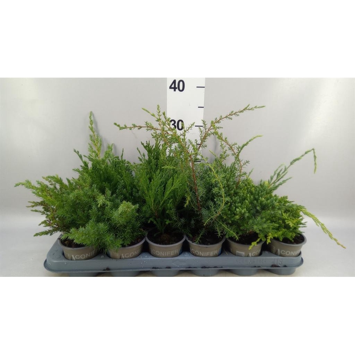 <h4>Juniperus   ...</h4>