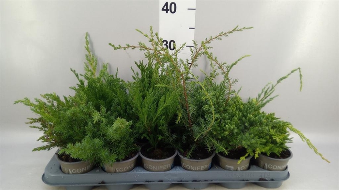 Juniperus   ...