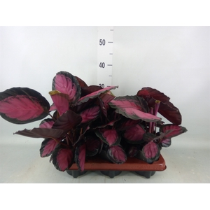 Calathea roseopicta 'Crimson'