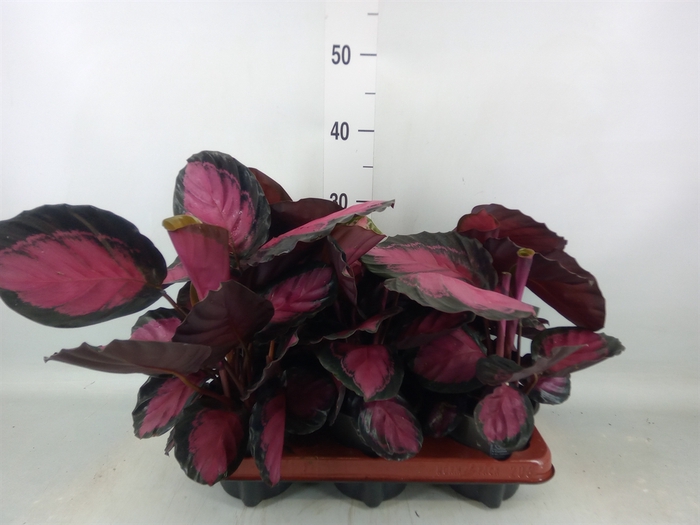 <h4>Calathea roseopicta 'Crimson'</h4>