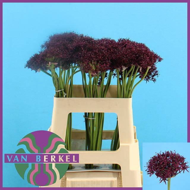 <h4>ALLIUM ATROPURPUREUM</h4>