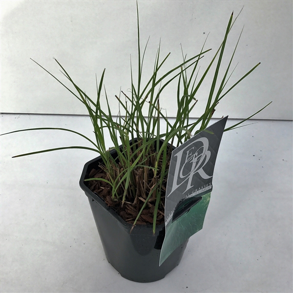 <h4>Graminées Miscanthus 'Gracillimus'</h4>